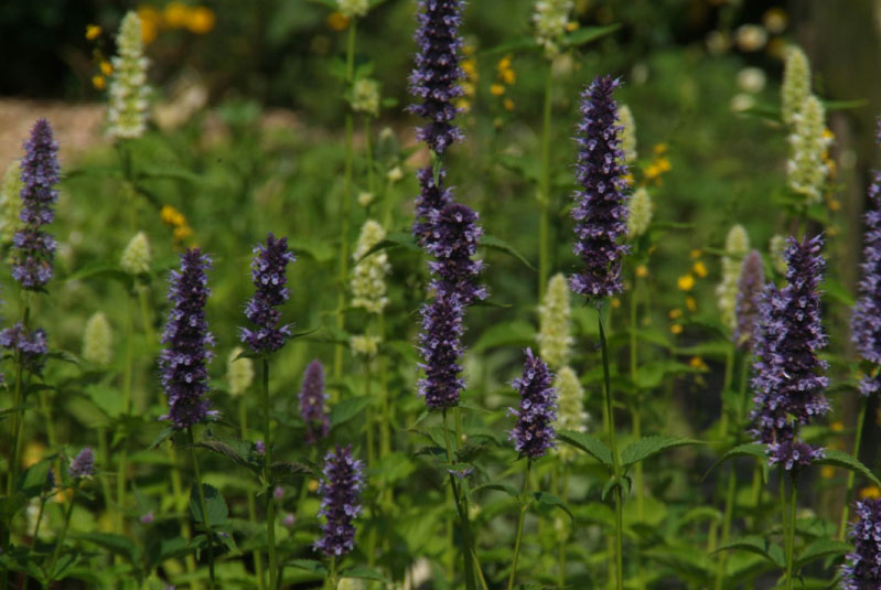 Agastache 'Black Adder'Dropplant, Anijsplant bestellen